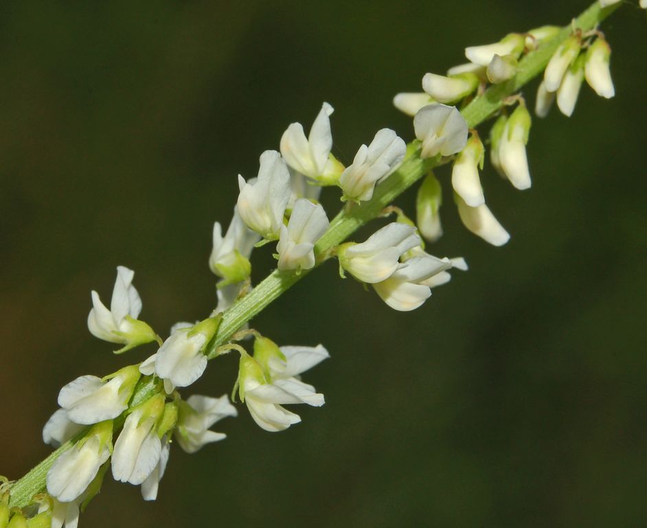 Trigonella alba  (=Melilotus albus) / Meliloto bianco